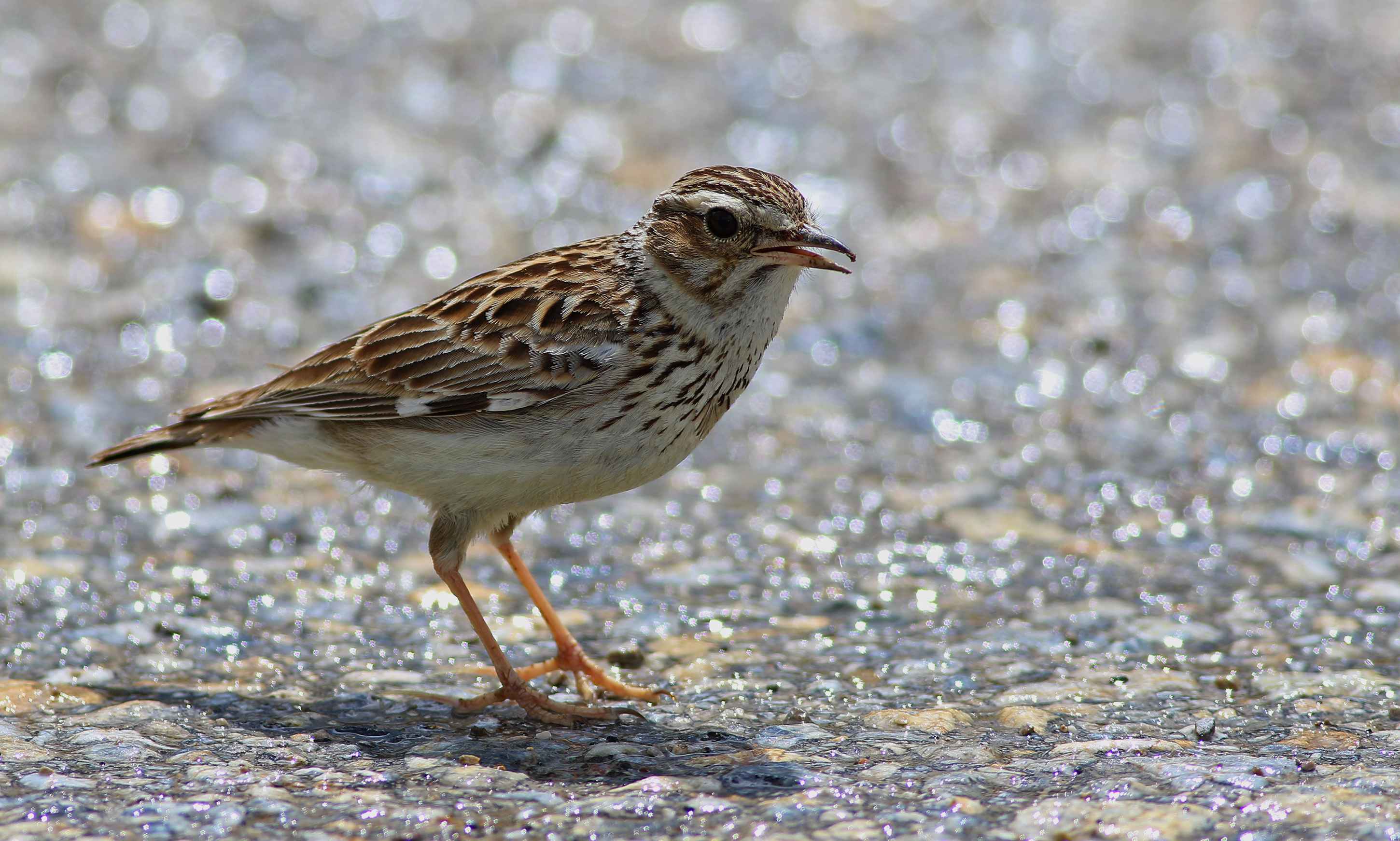 Wood Lark